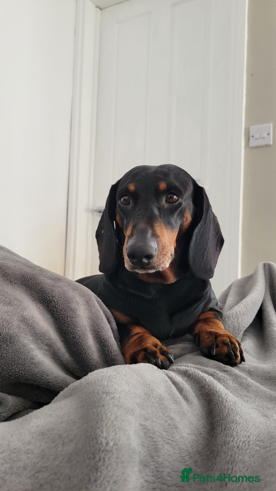 Dachshund dogs for sale: Dachshund boy - Image 1