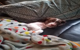 English Springer Spaniel dogs for sale: Springer spaniel  - Image 2