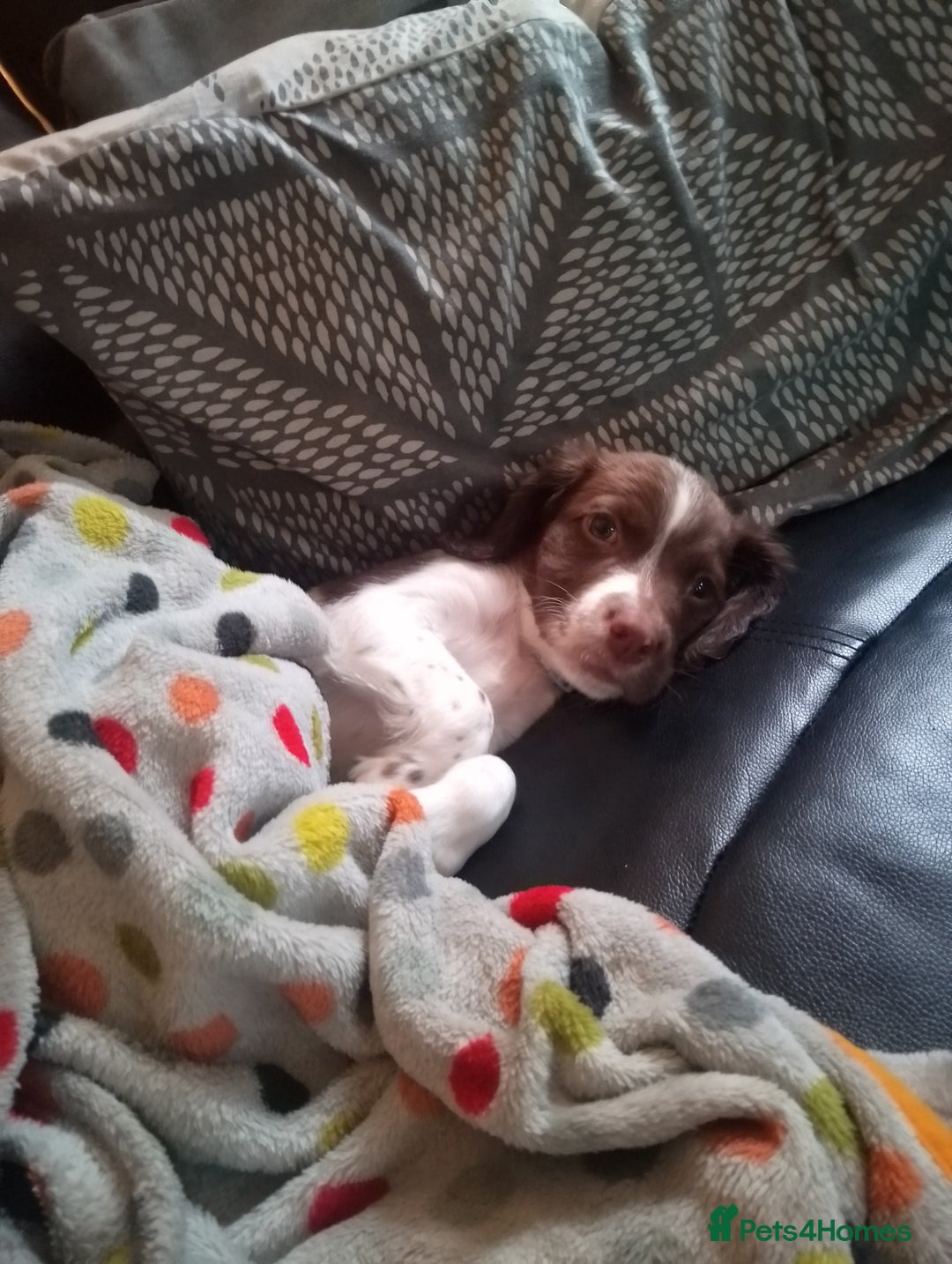 English Springer Spaniel dogs for sale: Springer spaniel  - Image 2