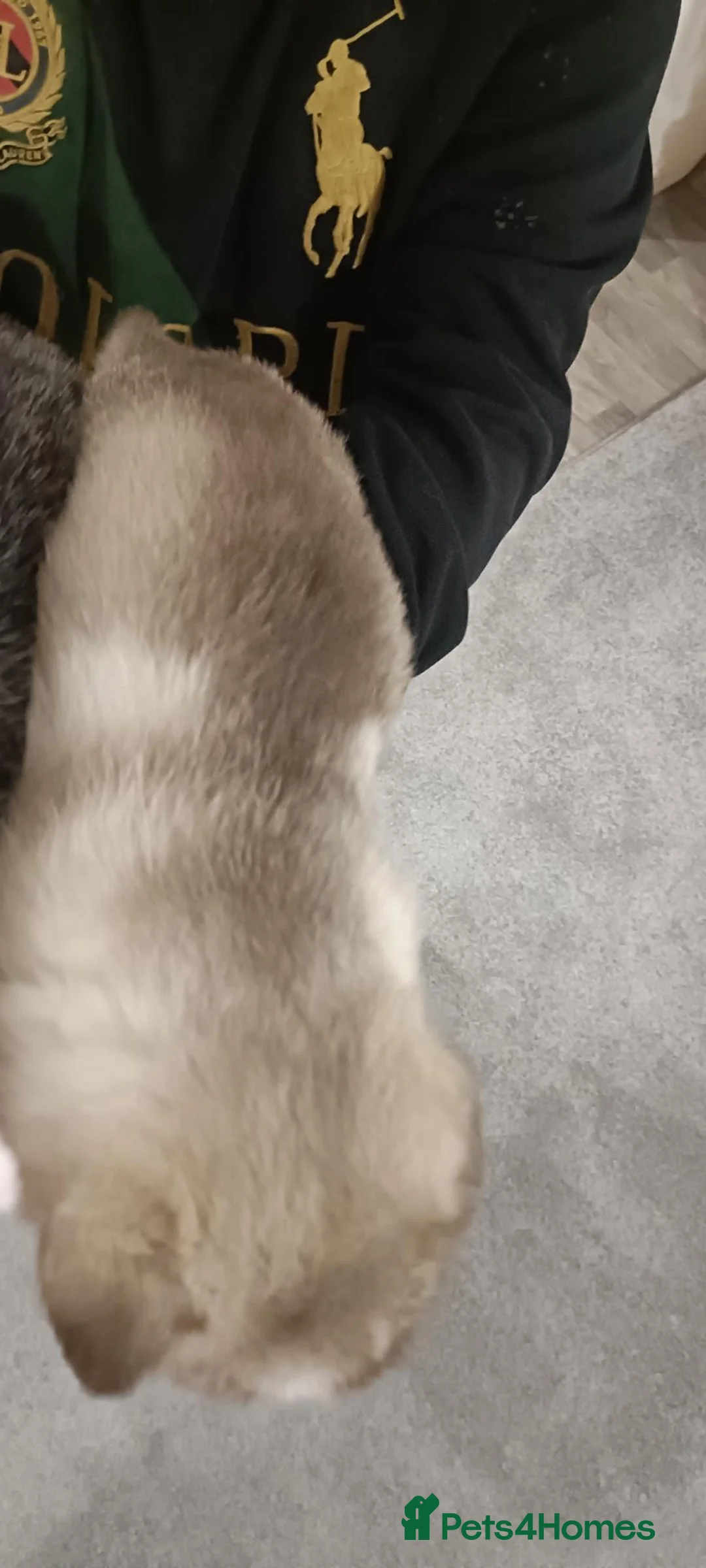Utonagan dogs for sale: 2 male husky cross malamu in Chichester - Advert 4