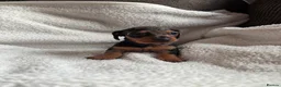 Miniature Dachshund dogs for sale: Beautiful miniature dachshunds 🤍 - Advert 9