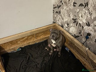 Staffordshire Bull Terrier dogs Litter of staffy bull terriers - Advert 8