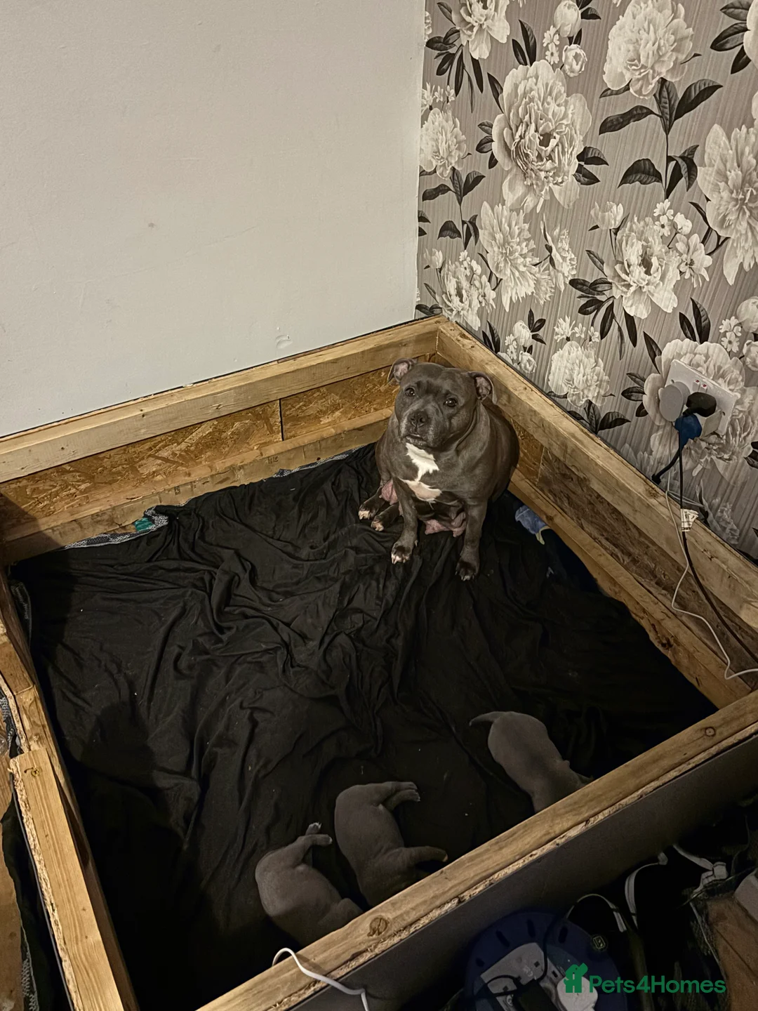 Staffordshire Bull Terrier dogs for sale: Litter of staffy bull terriers - Advert 1