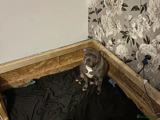 Staffordshire Bull Terrier dogs Litter of staffy bull terriers - Advert 20