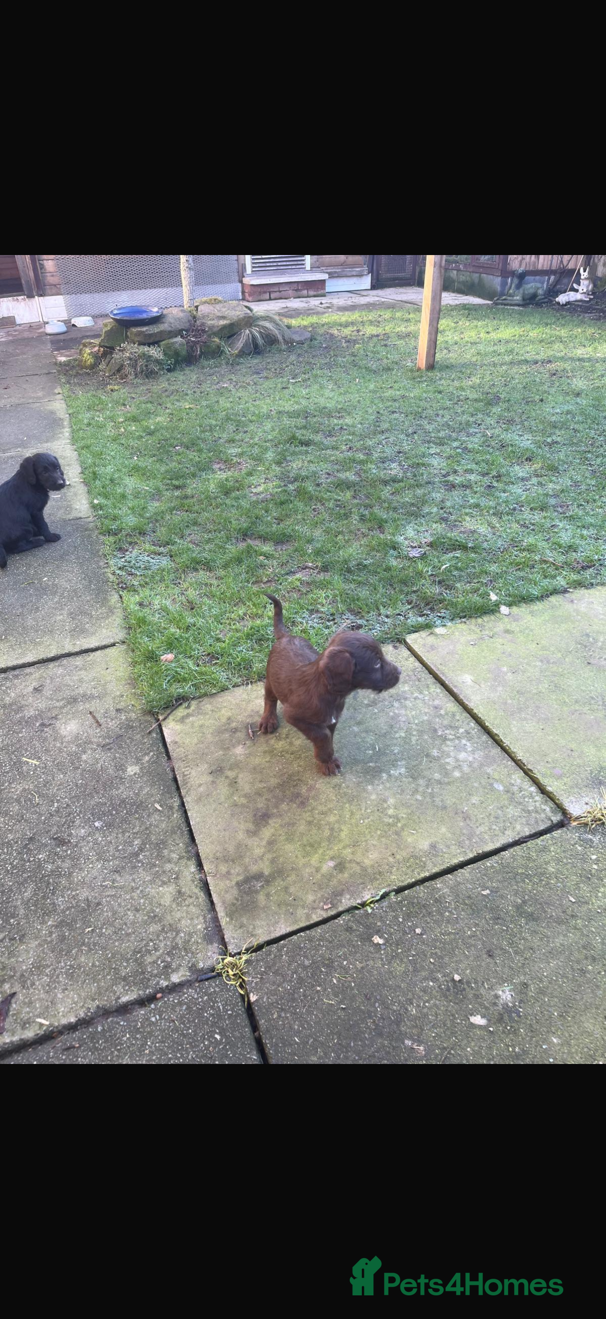 Mixed Breed dogs Bedlington x cocker  - Advert 1