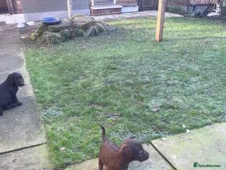 Mixed Breed dogs Bedlington x cocker - Advert 12