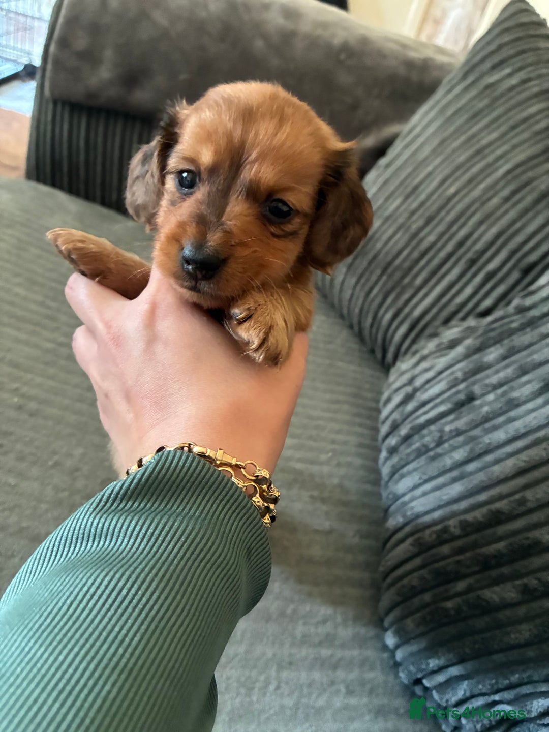 Miniature Dachshund dogs for sale: Broken coated miniature dachshunds  - Image 1