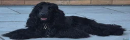 Cocker Spaniel dogs for sale: RKC SHOW COCKER SPANIEL PUPPIES EXTENSIVELY HEALTH - Advert 8