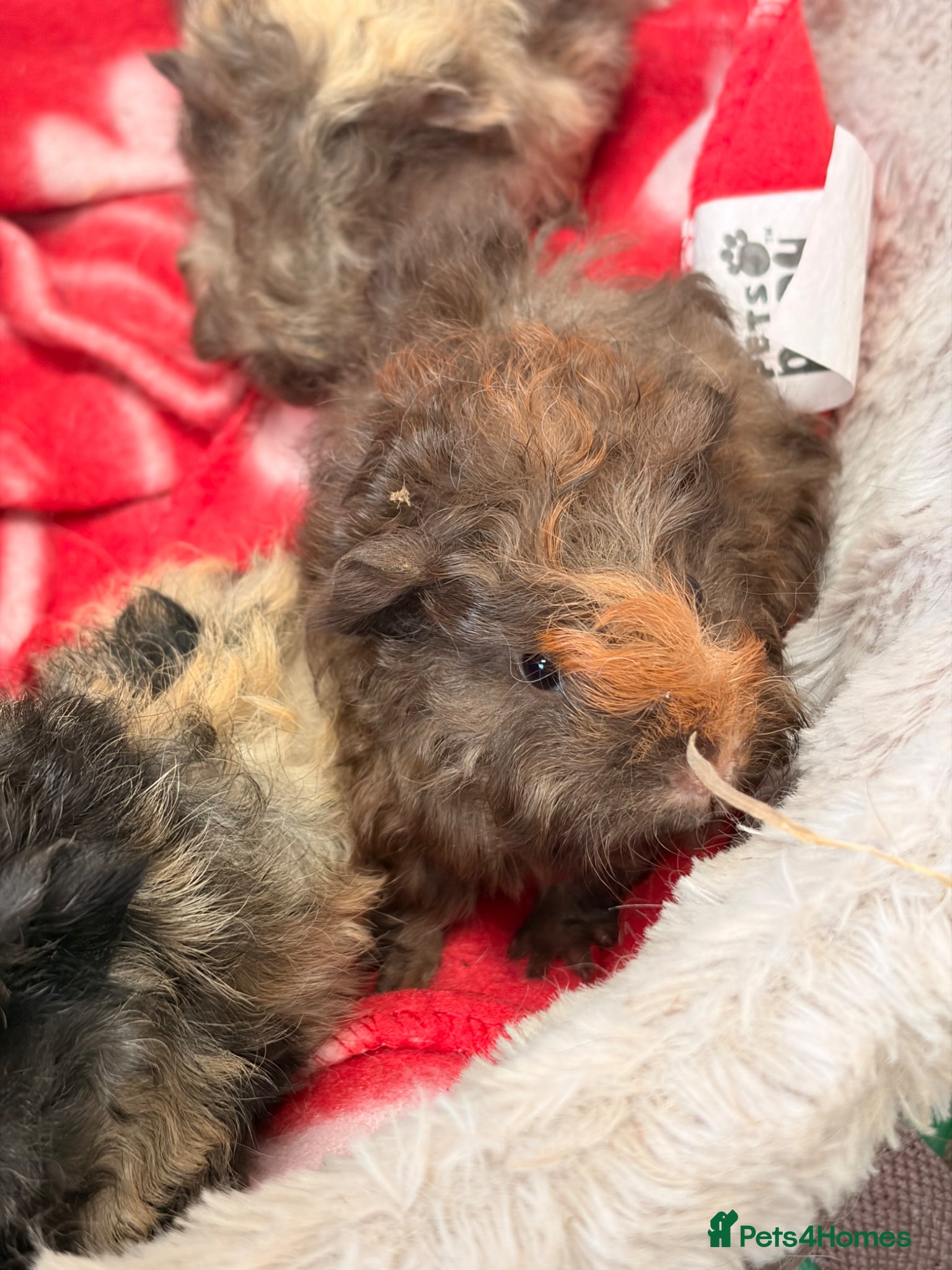 Guinea Pig rodents for sale: BEAUTIFUL BABY BOY GUINEA PIGS - Advert 21