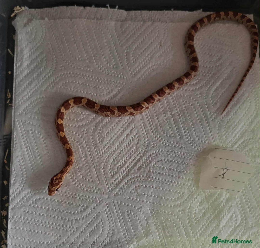 Snake reptiles for sale: variety of babys  - Image 8