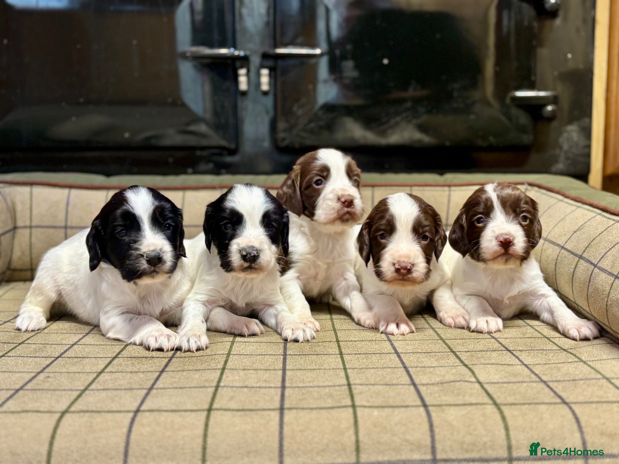 English Springer Spaniel dogs Gorgeous KC Springer Spaniels with excellent lines - Advert 2