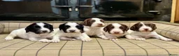 English Springer Spaniel dogs for sale: Gorgeous KC Springer Spaniels with excellent lines - Advert 20