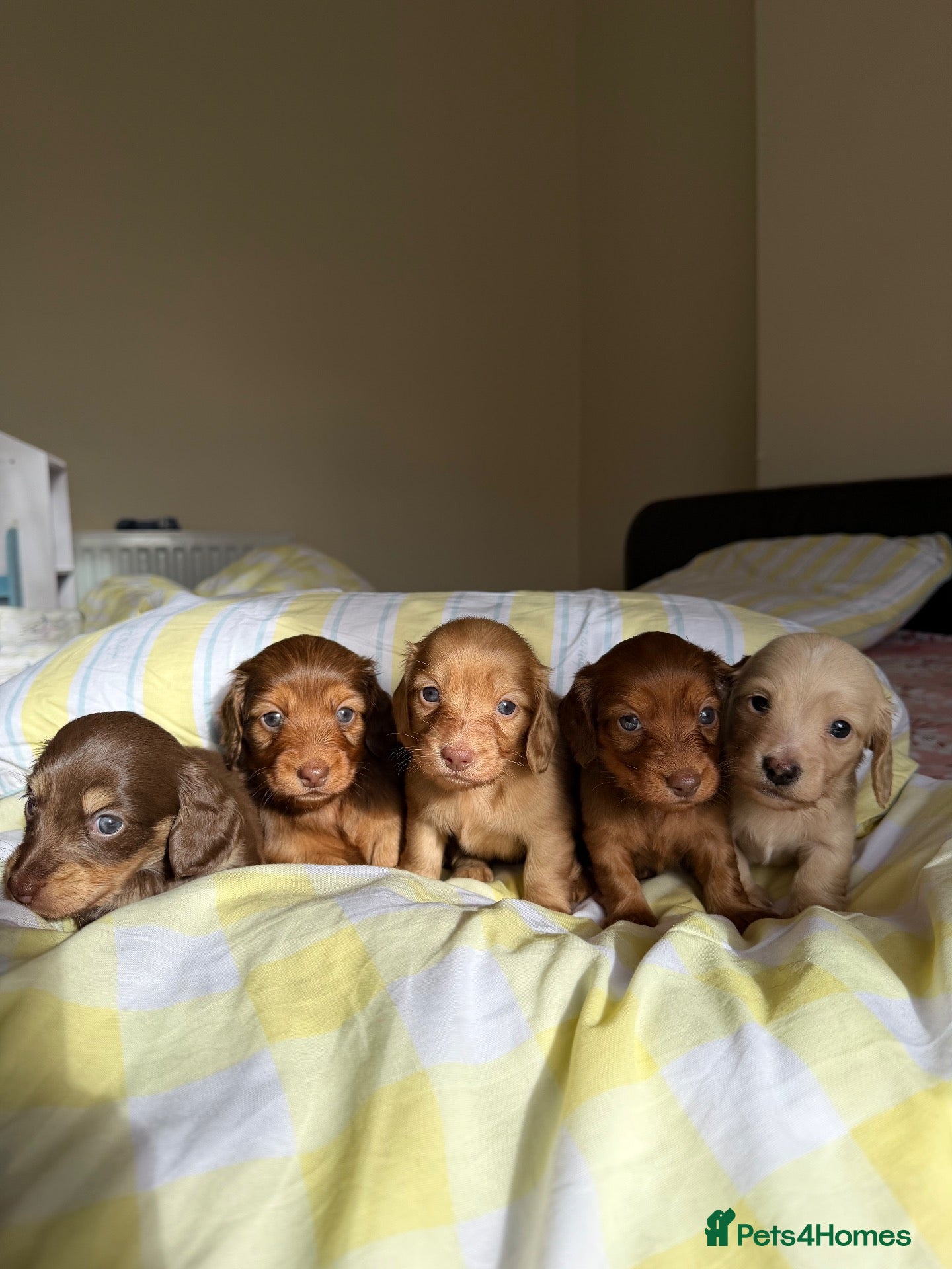 Dachshund dogs KC.Reg. Miniature LongHaired Dachshund Puppies  - Advert 16