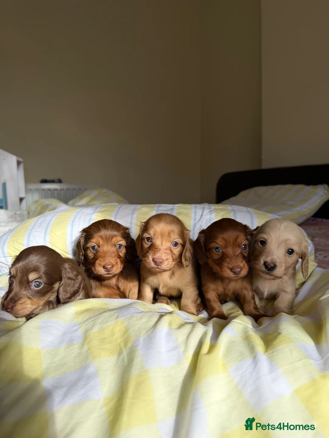 Dachshund dogs for sale: KC.Reg. Miniature LongHaired Dachshund Puppies  - Advert 1
