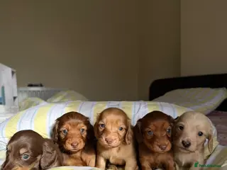 Dachshund dogs KC.Reg. Miniature LongHaired Dachshund Puppies - Advert 5