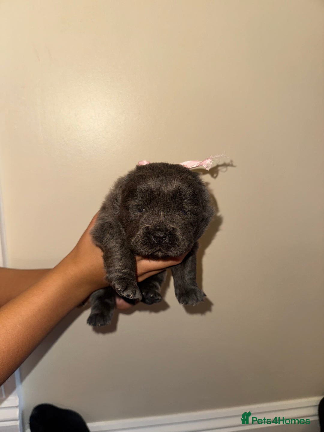 Chow Chow dogs for sale: Stunning kc reg puppies  - Advert 35