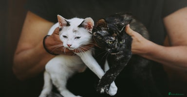 Siamese cats - Advert 7