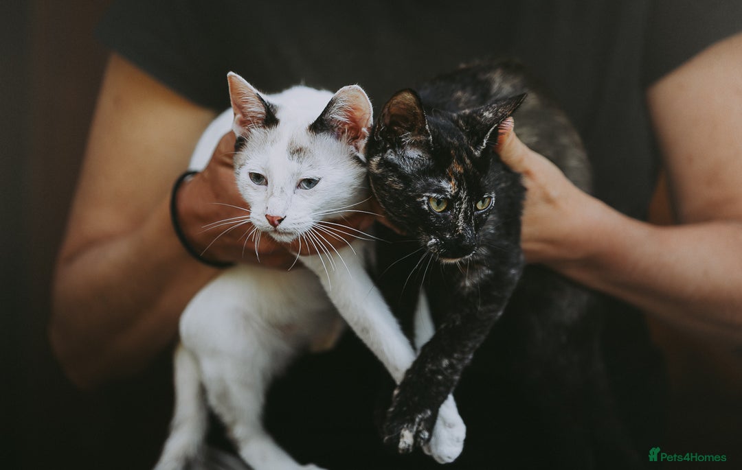 Siamese cats for adoption: Siamese cross and Tortoiseshell sister - Image 3