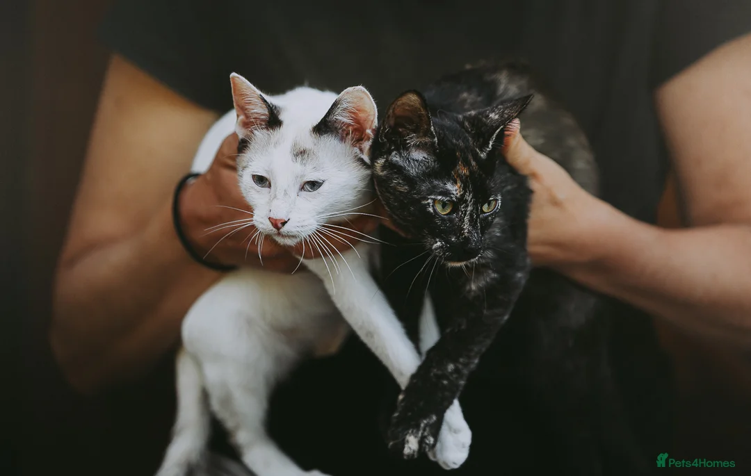 Siamese cats for adoption: RESERVED Siamese cross and Tortoiseshell sisters - Advert 3