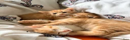 Domestic Shorthair cats for sale: 3 ginger and white boy kittens  in Cumnock - Advert 5