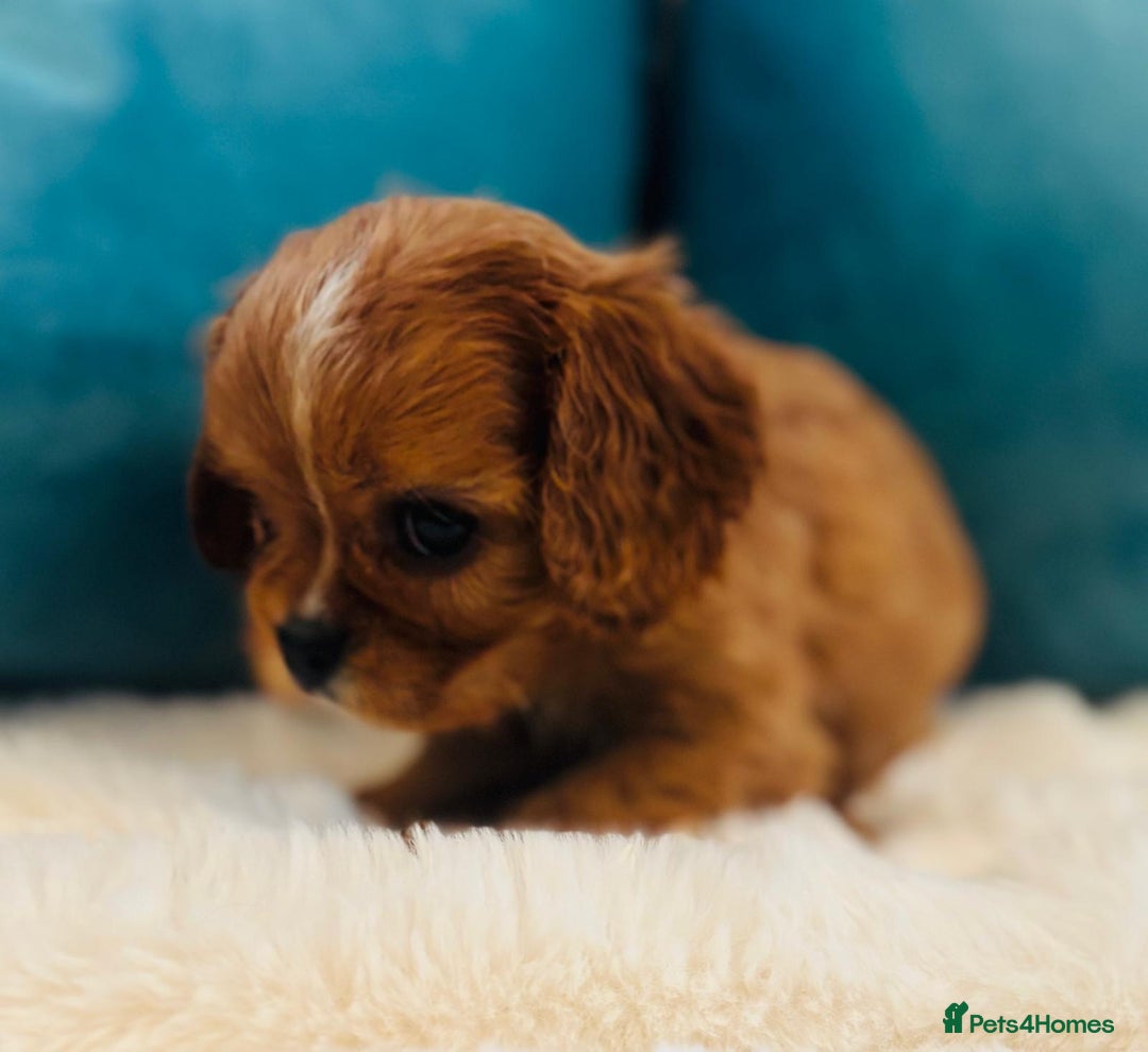 Cavalier King Charles Spaniel dogs for sale: Fully Health tested Cavalier King Charles Puppies  - Image 5
