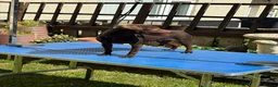 Patterdale Terrier dogs for sale: Lovely puppy for a forever home  - Advert 1