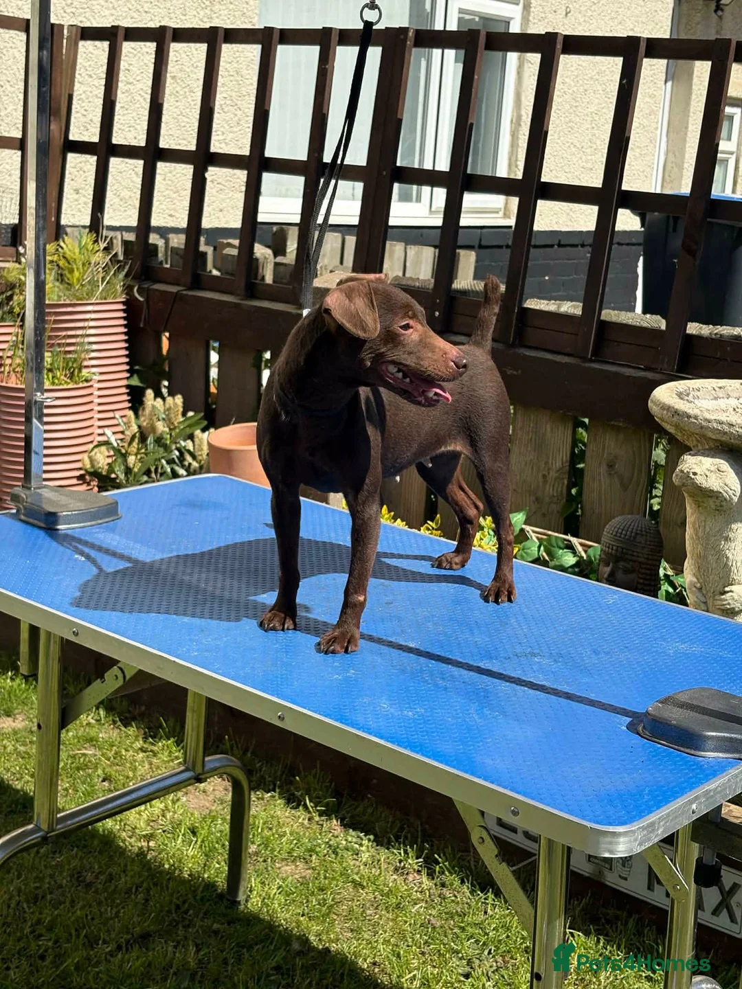 Patterdale Terrier dogs for sale: Lovely puppy for a forever home  - Advert 1