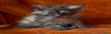 Maine Coon 1