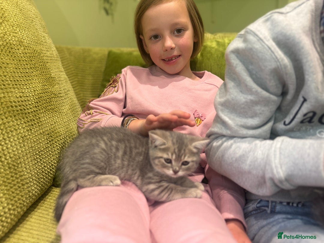 Scottish Fold cats for sale: Scottish fold/ Scottish striaght kittens  - Image 8