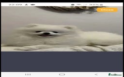 Pomchi dogs for sale: Stunning fluffy babys ready now  - Image 7