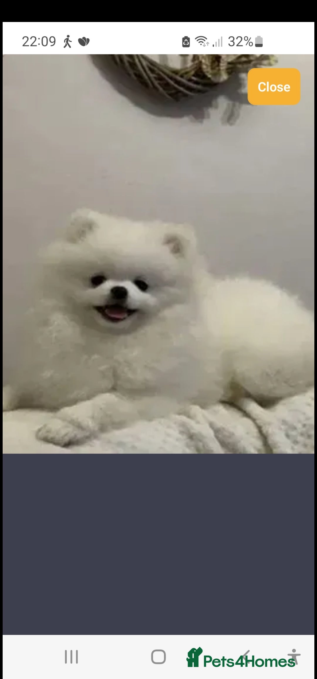 Pomchi dogs for sale: Stunning fluffy babys ready now  - Image 7