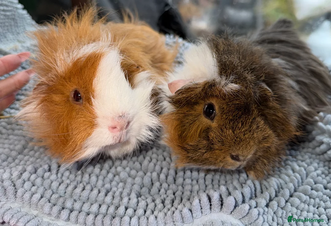 Guinea Pig rodents for sale: Female and male Guinea pigs  - Advert 3