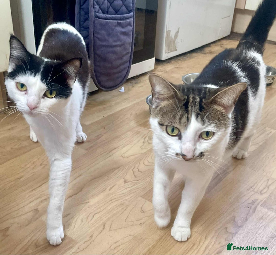 Mixed Breed cats for sale: 3 cats for sale  - Advert 9