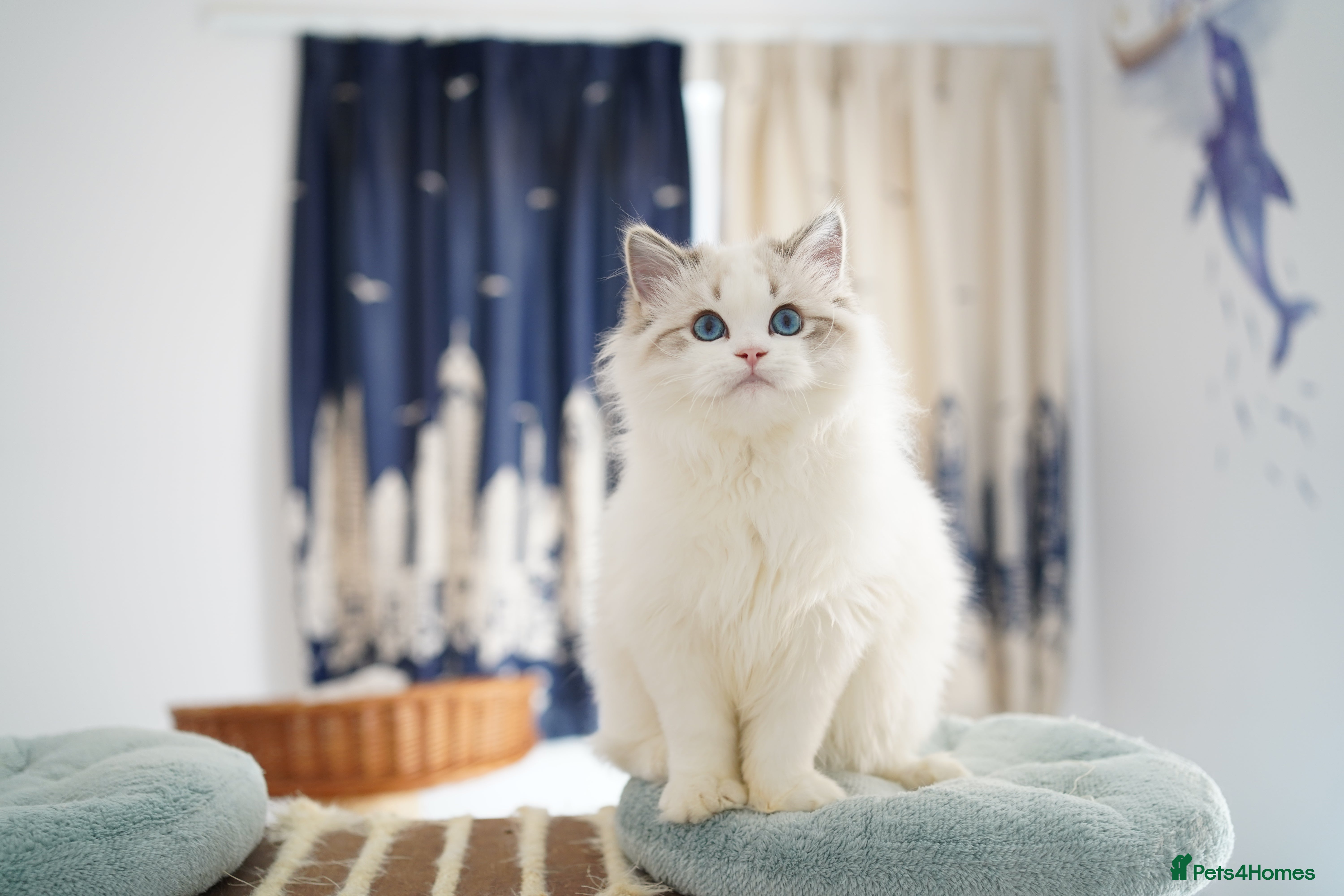 Ragdoll cats TICA registered seal lynx bicolor boy - Advert 1