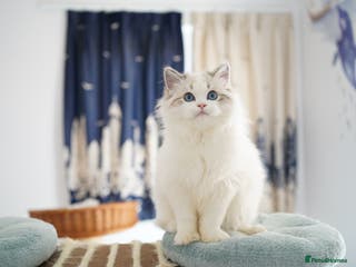 Ragdoll cats TICA registered seal lynx bicolor boy - Advert 1