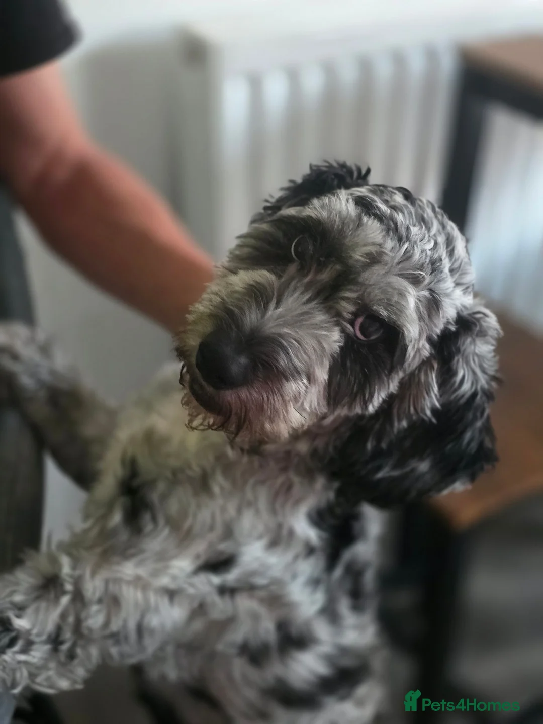Cockapoo dogs for sale: 10 month old female cockapoo  - Advert 3