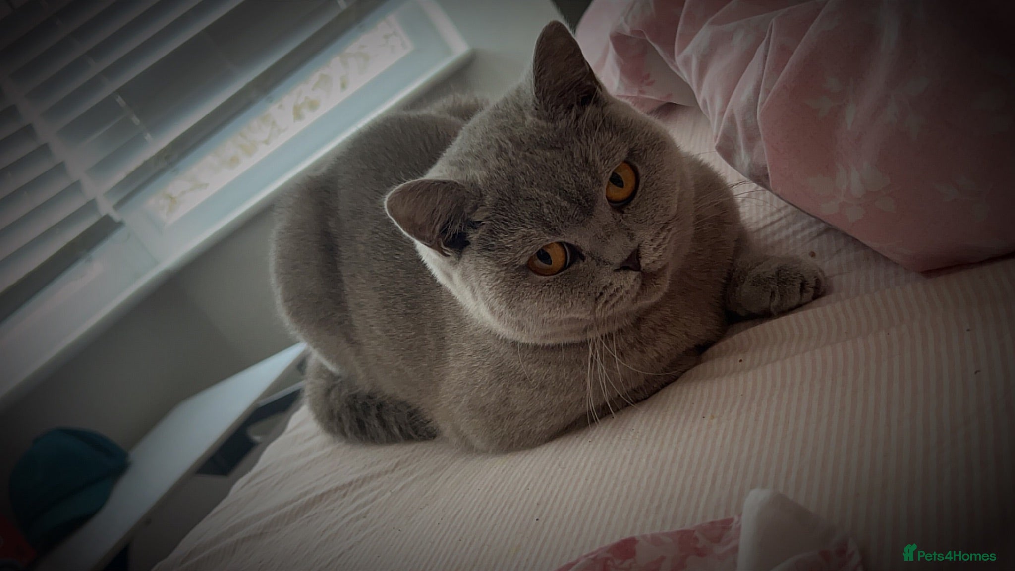 British Shorthair cats British shorthair kittens - Advert 3