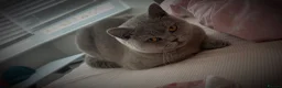 British Shorthair cats for sale: British shorthair kittens - Advert 1