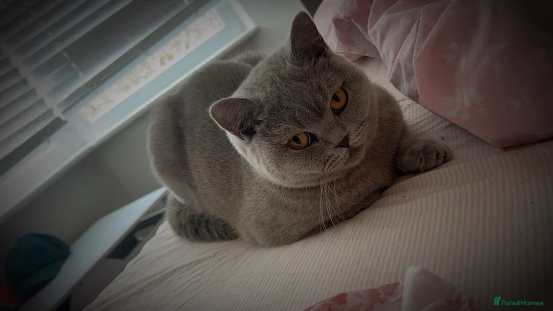 British Shorthair cats for sale: British shorthair kittens - Advert 1