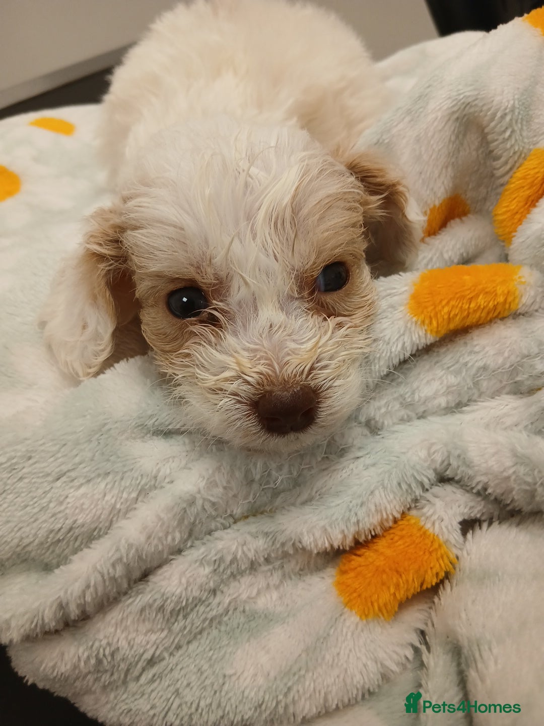 Mixed Breed dogs for sale: Springerpoo puppy  - Advert 25