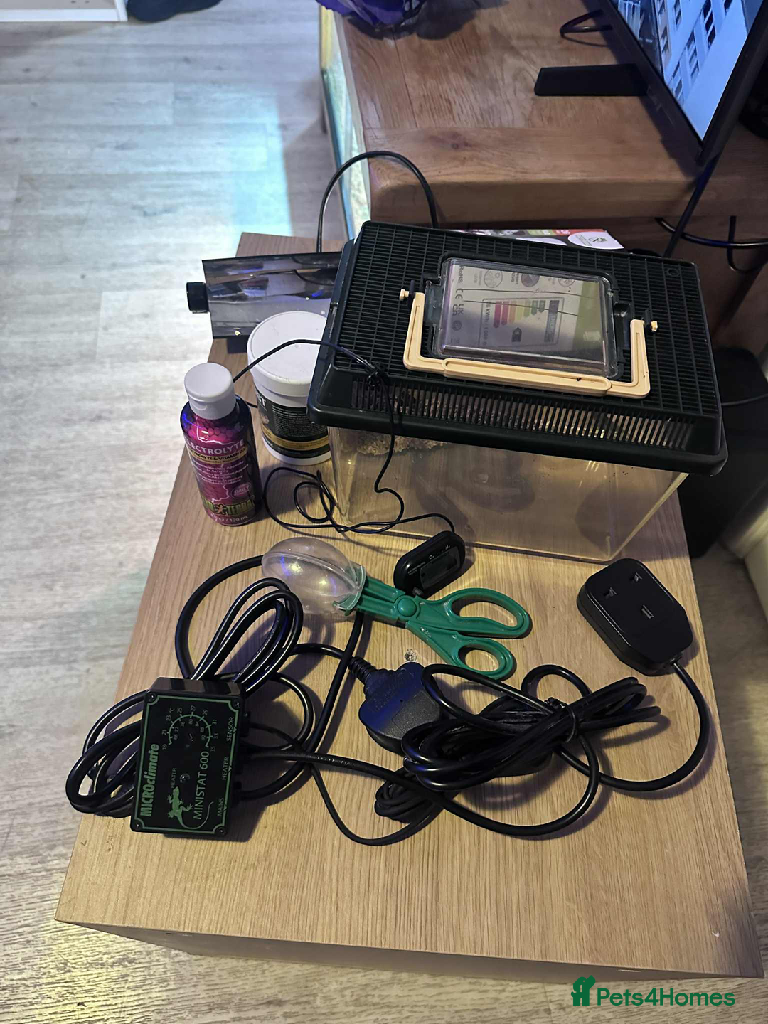 Leopard Gecko reptiles for sale: leopard gecko 5 years old - Advert 13