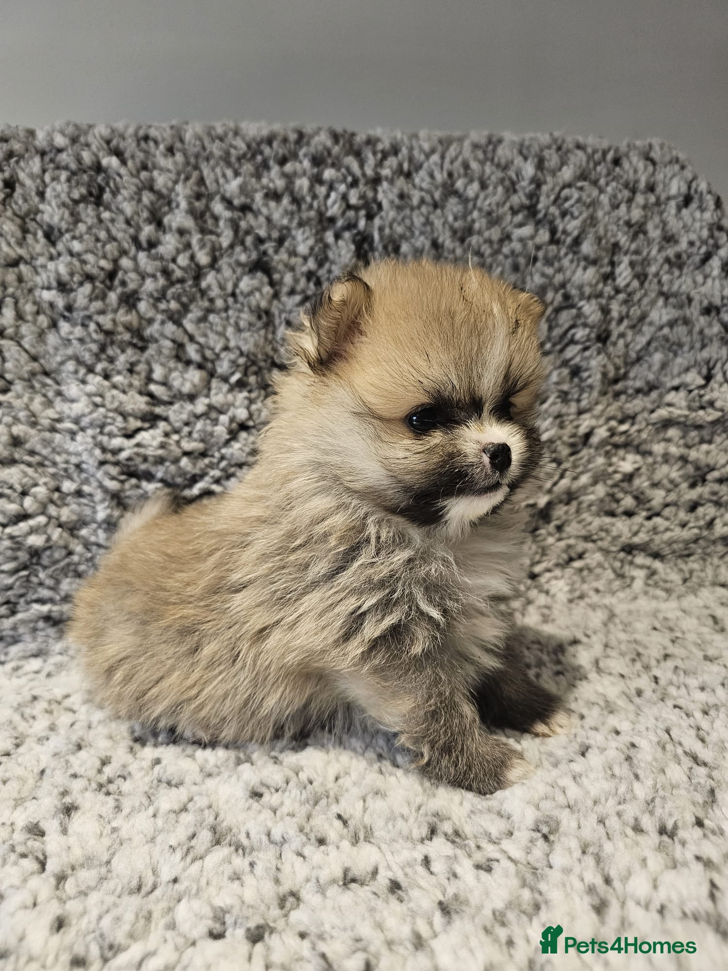 Pomeranian dogs Adorable Pomeranian ❤ - Advert 6