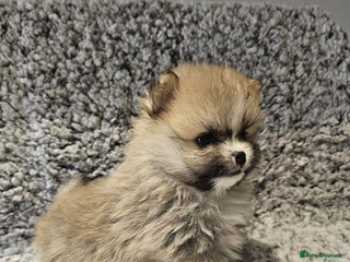 Pomeranian dogs Adorable mini Pomeranian ❤ - Advert 9