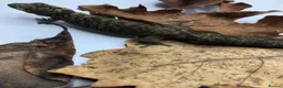 Gecko reptiles for sale: Chameleon gecko occidentalis,Vieillard's,agricolae - Advert 5