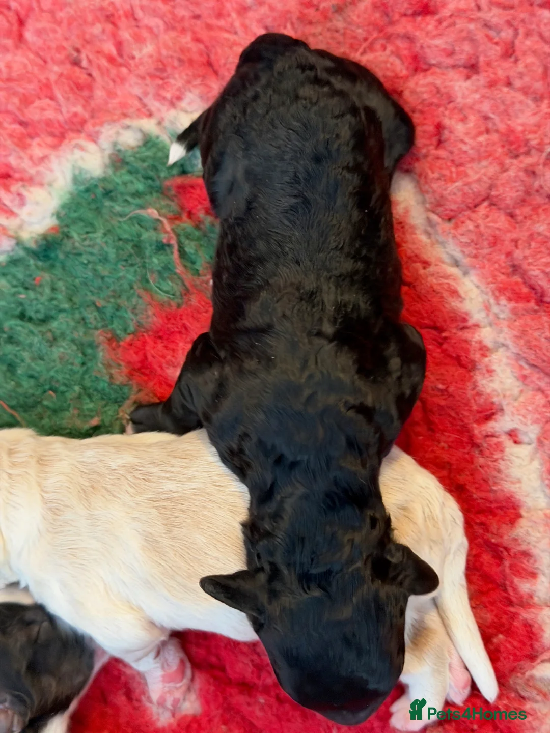 Double Doodle dogs for sale: One of the Original Labradoodle Breeders in the UK - Advert 2