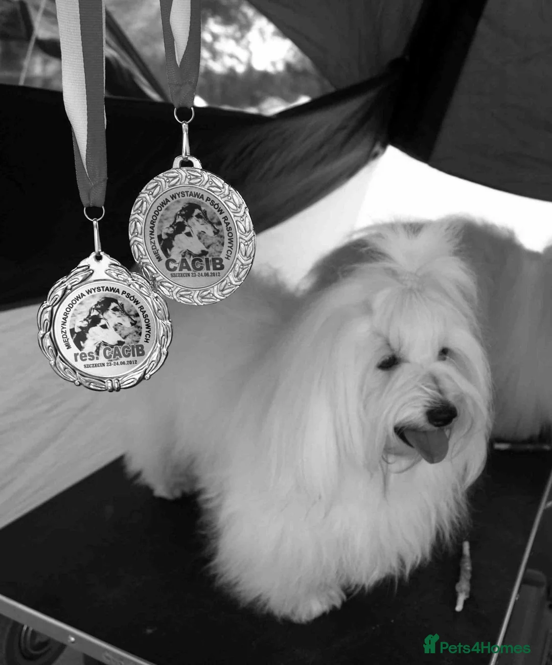 Coton De Tulear dogs for sale: K.C reg Coton de Tulear Puppies inc World Champion - Advert 35