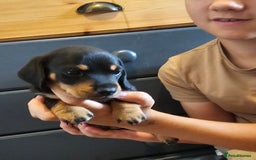 Miniature Dachshund dogs for sale: Daxie medium coat puppies dapples and black & tan  - Image 16