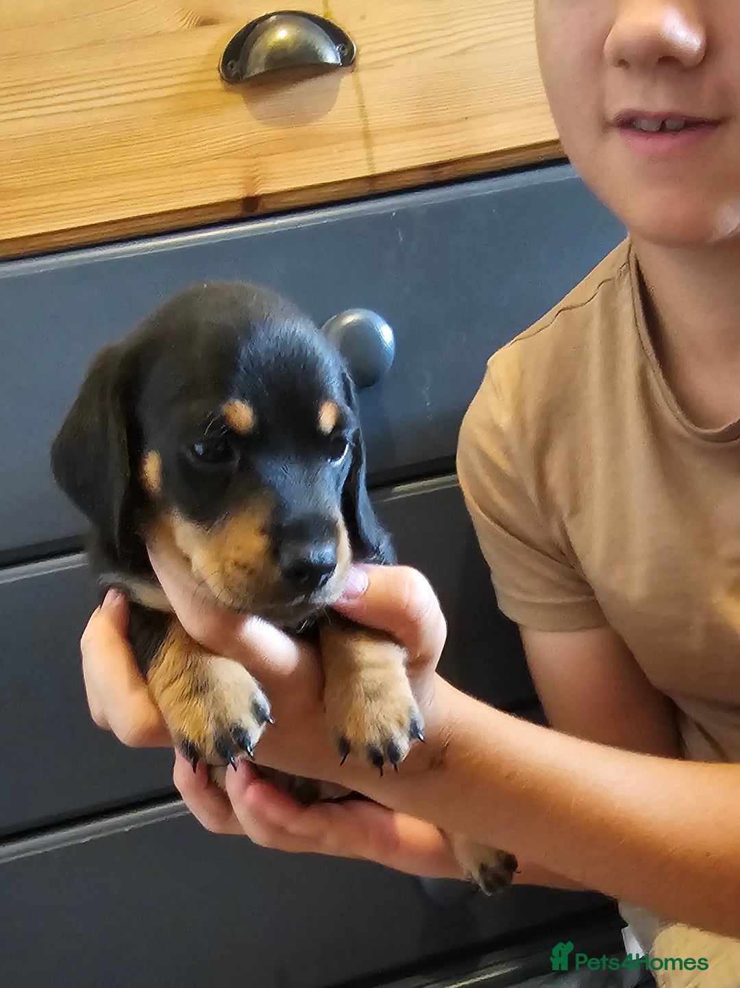 Miniature Dachshund dogs for sale: Daxie medium coat puppies dapples and black & tan  - Image 16