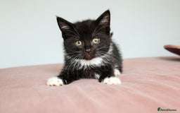 Domestic Shorthair cats for sale: Tuxedo Kittens Looking For Home - Image 3