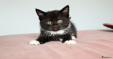 Domestic Shorthair cats - Advert 11